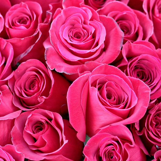 Fuchsia Fantasy – Skicka Rosa Rosor Online i Lyxig Box | ROSELY