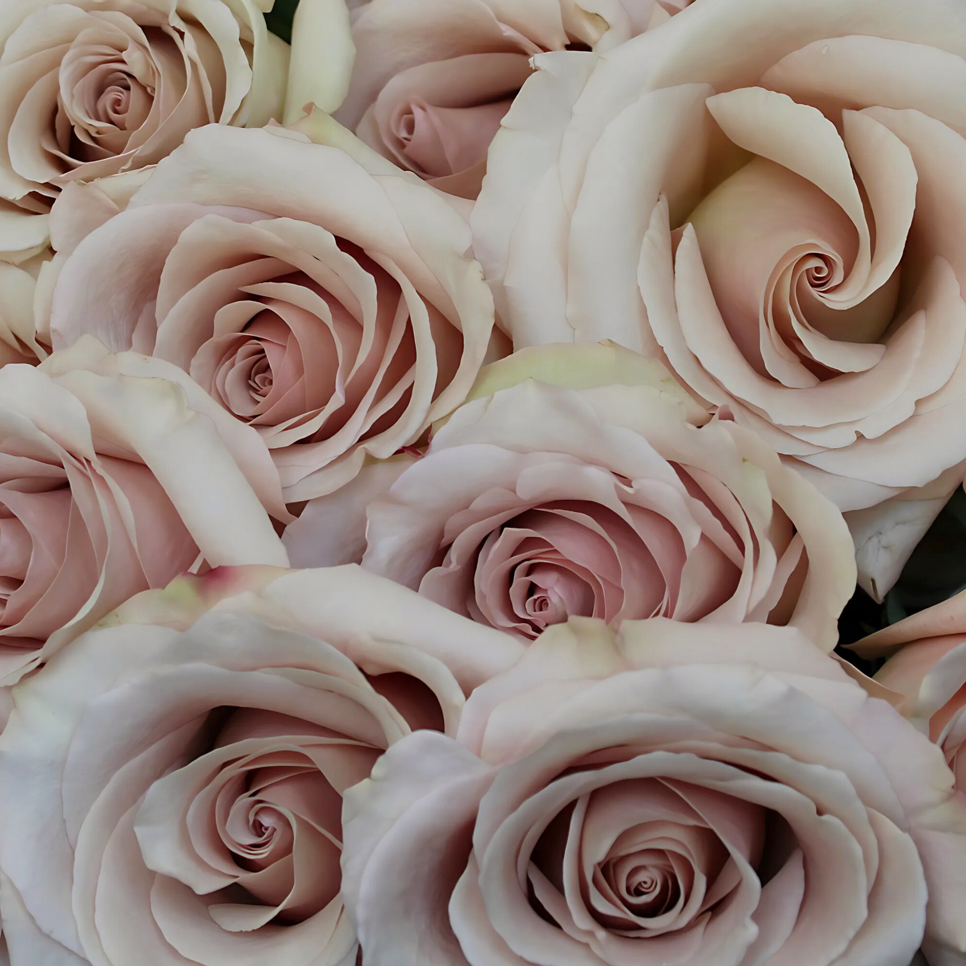 Soft Grace – Långvariga Rosor i Lyxig Box | ROSELY