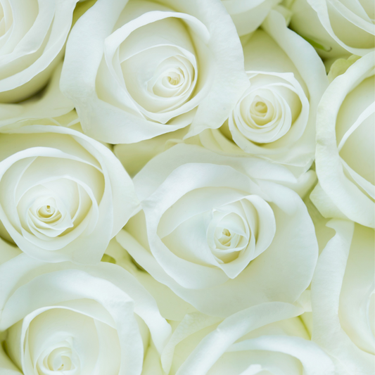 White Delight – Vita Rosor i Elegant Box | ROSELY