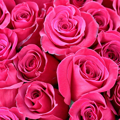 Radiant Fuchsia