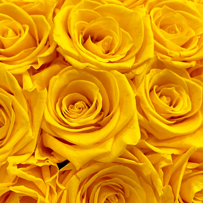 Golden Radiance