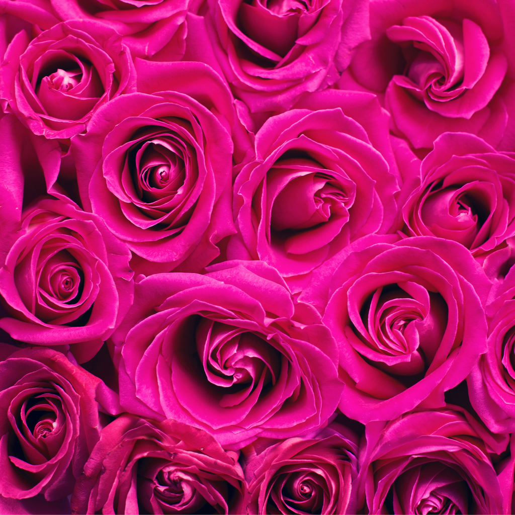 Magenta Magic Mellan – Bästa Blomleveransen Online | ROSELY