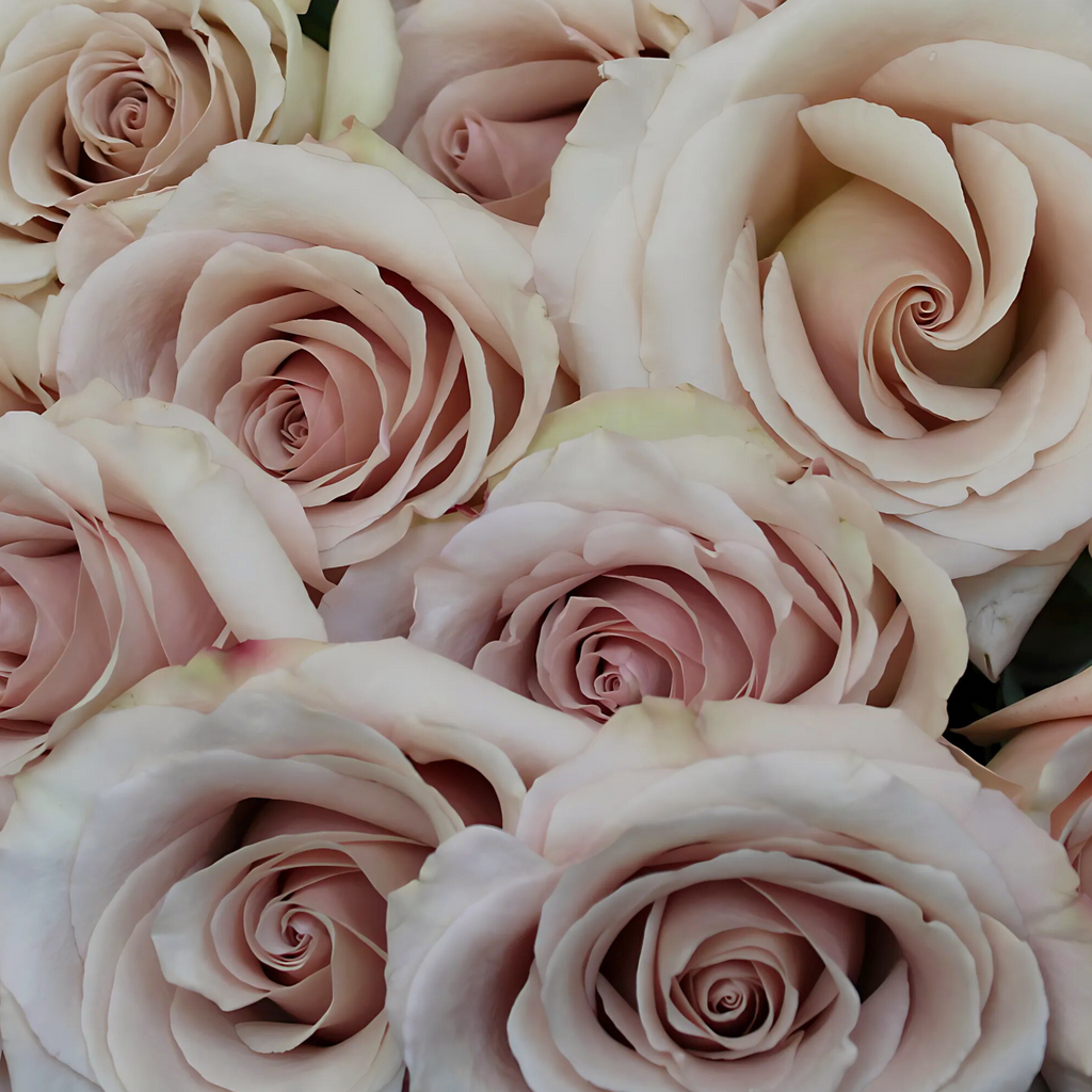 Soft Grace – Långvariga Rosor i Lyxig Box | ROSELY